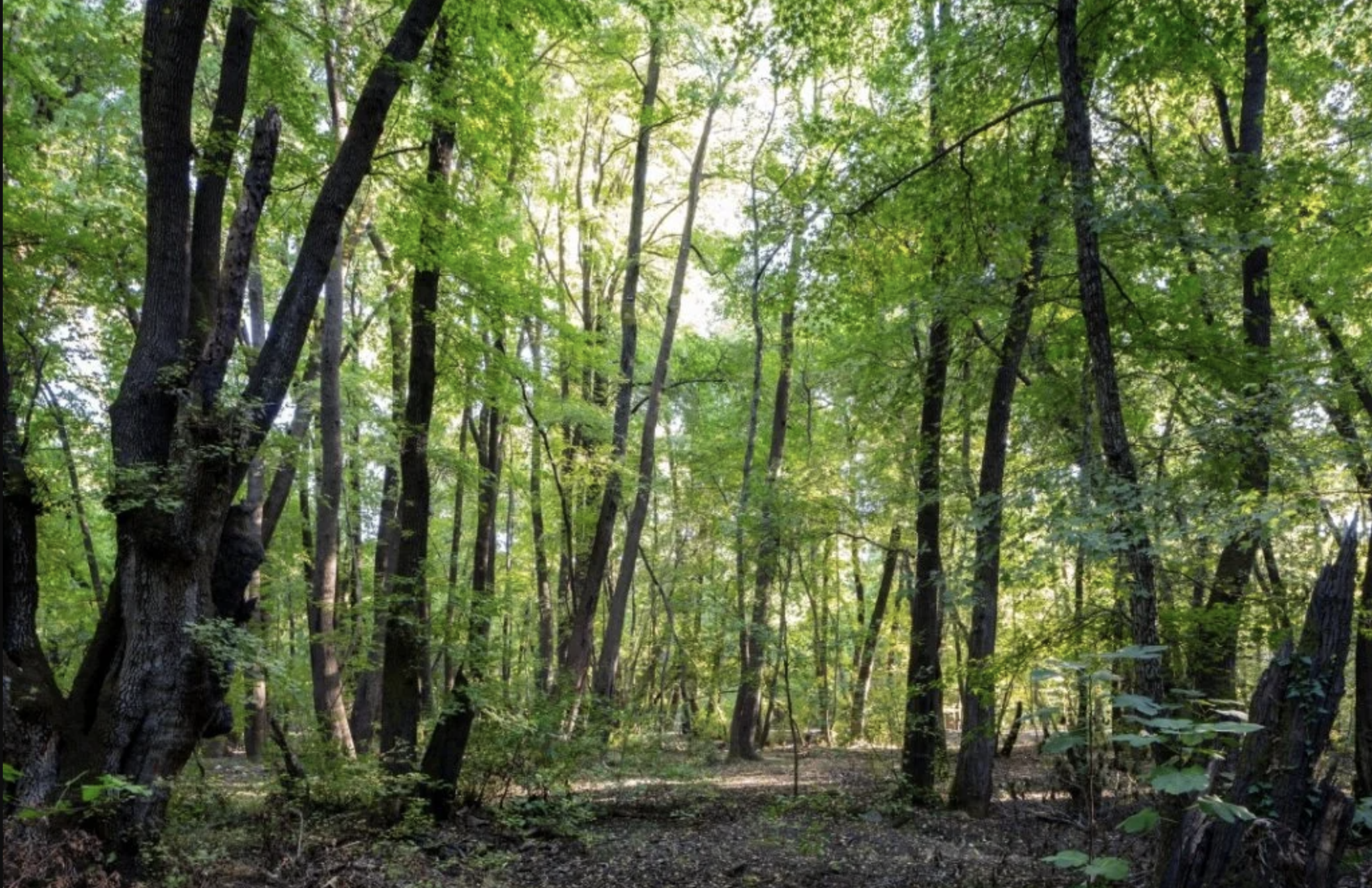 Ahama is more than a peaceful retreat for adults—it’s also a vibrant, imaginative haven for families seeking screen-free, nature-inspired holidays for their children.