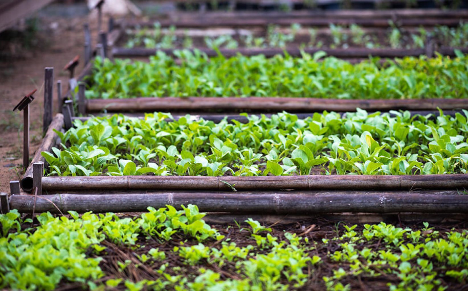 Located in the fertile lands of Göcek, Ahãma Organic Garden offers the opportunity to observe the natural cycle of aromatic herbs and medicinal plants. Fresh herbs collected from the garden come to life in delicious recipes in the Ahãma kitchen, providing guests with both flavor and the chance to establish a deep connection with nature.